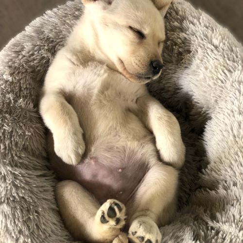 Vends chiots labrador lof #0