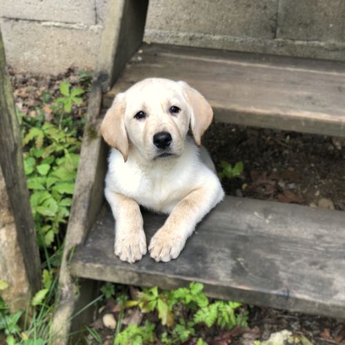 Vends chiots labrador lof #6