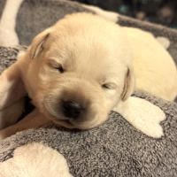 Vends chiots labrador lof #1