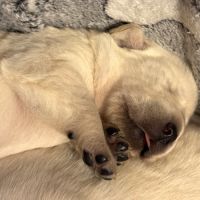 Vends chiots labrador lof #3