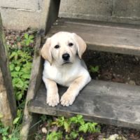 Vends chiots labrador lof #6