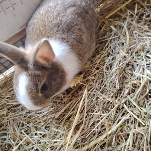 Bébé lapin nain #1