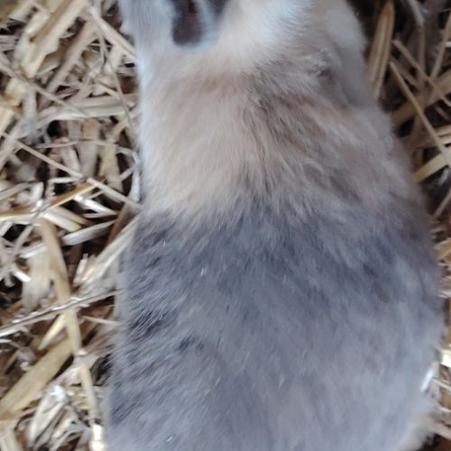 Bébé lapin nain #3