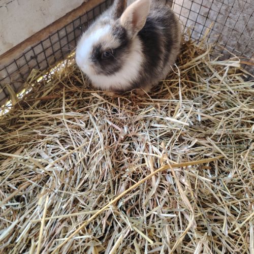 Bébé lapin nain #4