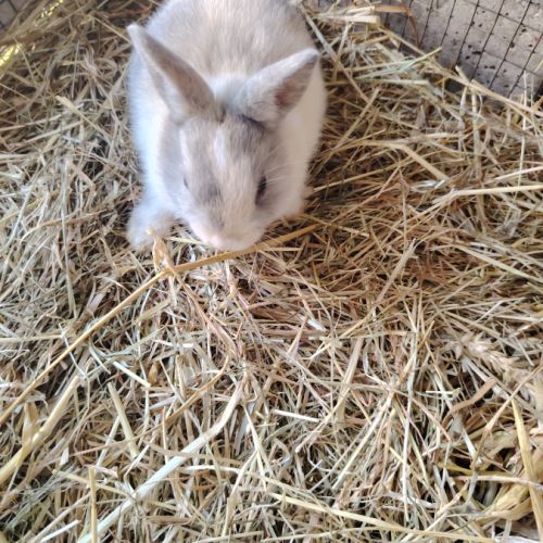 Bébé lapin nain #5