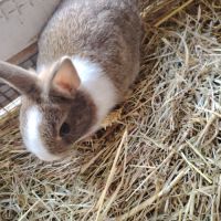 Bébé lapin nain #1