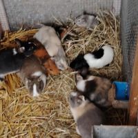 Bébé lapin nain #2