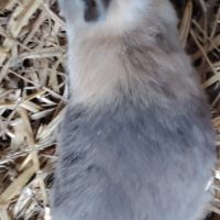 Bébé lapin nain #3