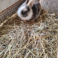 Bébé lapin nain #4