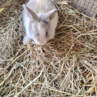 Bébé lapin nain #5