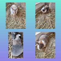 Bébé lapin nain #0