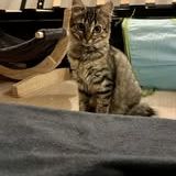 Chat alicia à l adoption #4