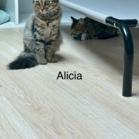 Chat alicia à l adoption #0