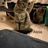 Chat alicia à l adoption #2