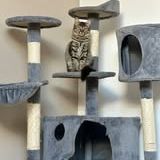 Chat alicia à l adoption #3