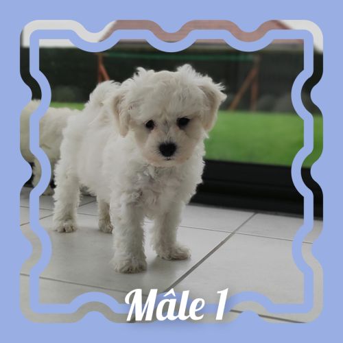 Chiots bichon frisé lof #2