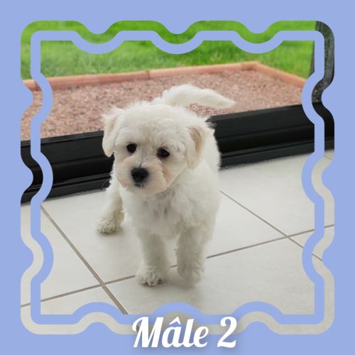 Chiots bichon frisé lof #3