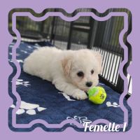 Chiots bichon frisé lof