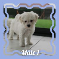 Chiots bichon frisé lof #2