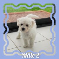 Chiots bichon frisé lof #3