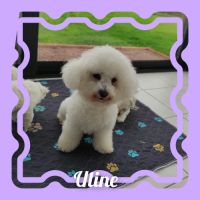 Chiots bichon frisé lof #4