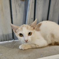 Chat bianca à l adoption