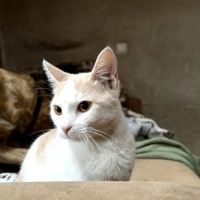 Chat bianca à l adoption
