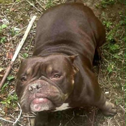 Chien talya à l adoption #0