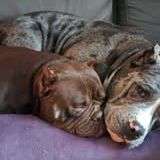 Chien talya à l adoption #2