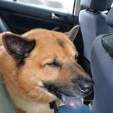 Chien timba à l adoption #4