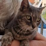 Chat mystic à l adoption #2