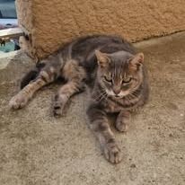 Chat mystic à l adoption #3