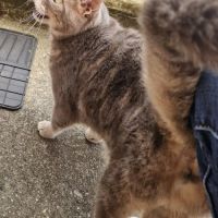 Chat mystic à l adoption