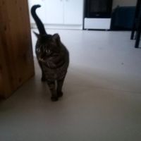 Chat gribouille à l adoption