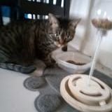 Chat gribouille à l adoption #2