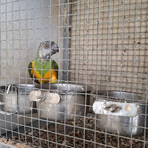 Youyou du senegal #0