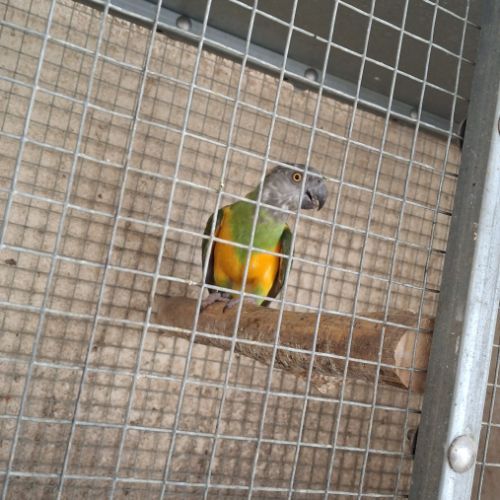 Youyou du senegal #2