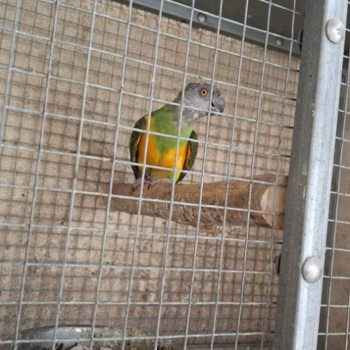 Youyou du senegal #3