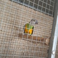 Youyou du senegal #2