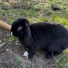 Lapin berlioz  à l adoption #1