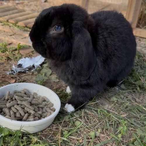 Lapin berlioz  à l adoption