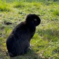 Lapin berlioz  à l adoption #3