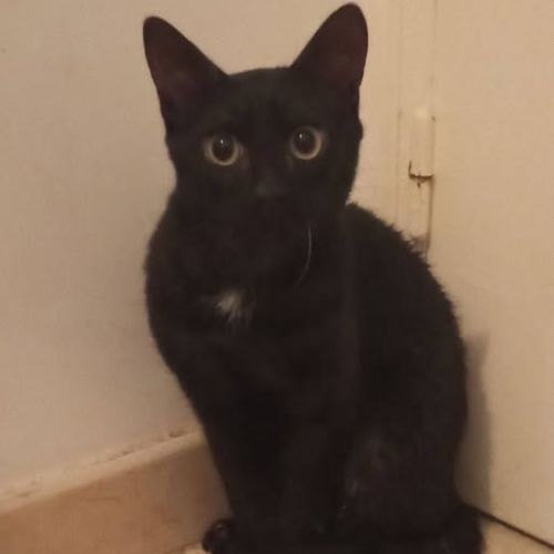 Chat baki à l adoption