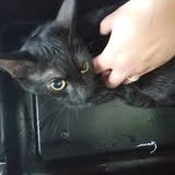 Chat baki à l adoption #2