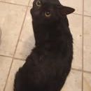 Chat baki à l adoption #3