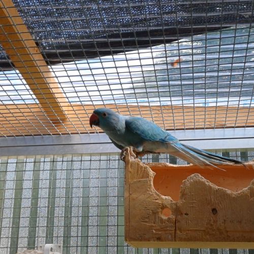 Femelle perruche à collier #1