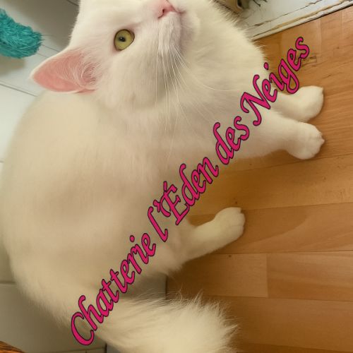 Gros gabarit loof maine coon #1