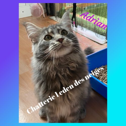 Gros gabarit loof maine coon #3