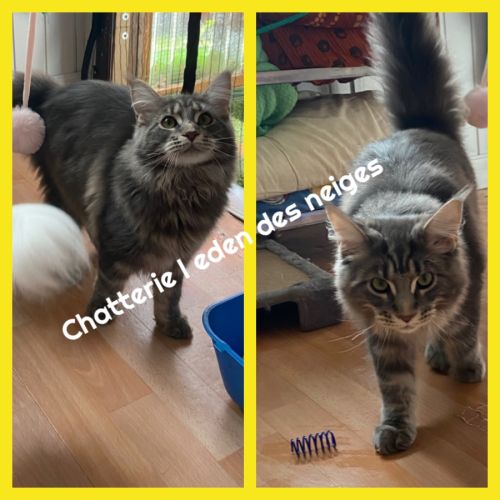 Gros gabarit loof maine coon