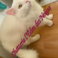 Gros gabarit loof maine coon #1